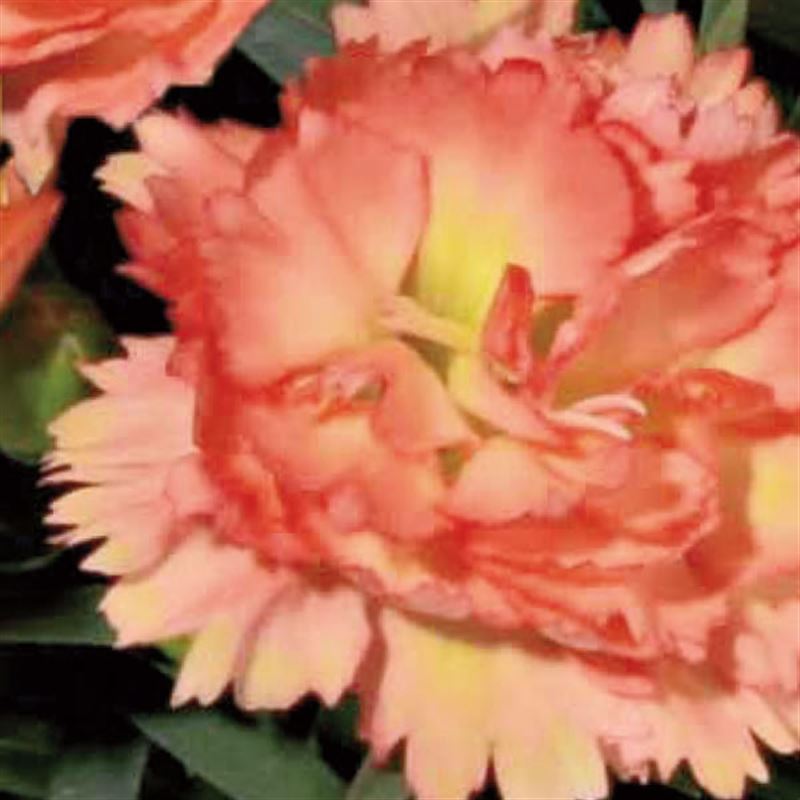 Capriccio orange®